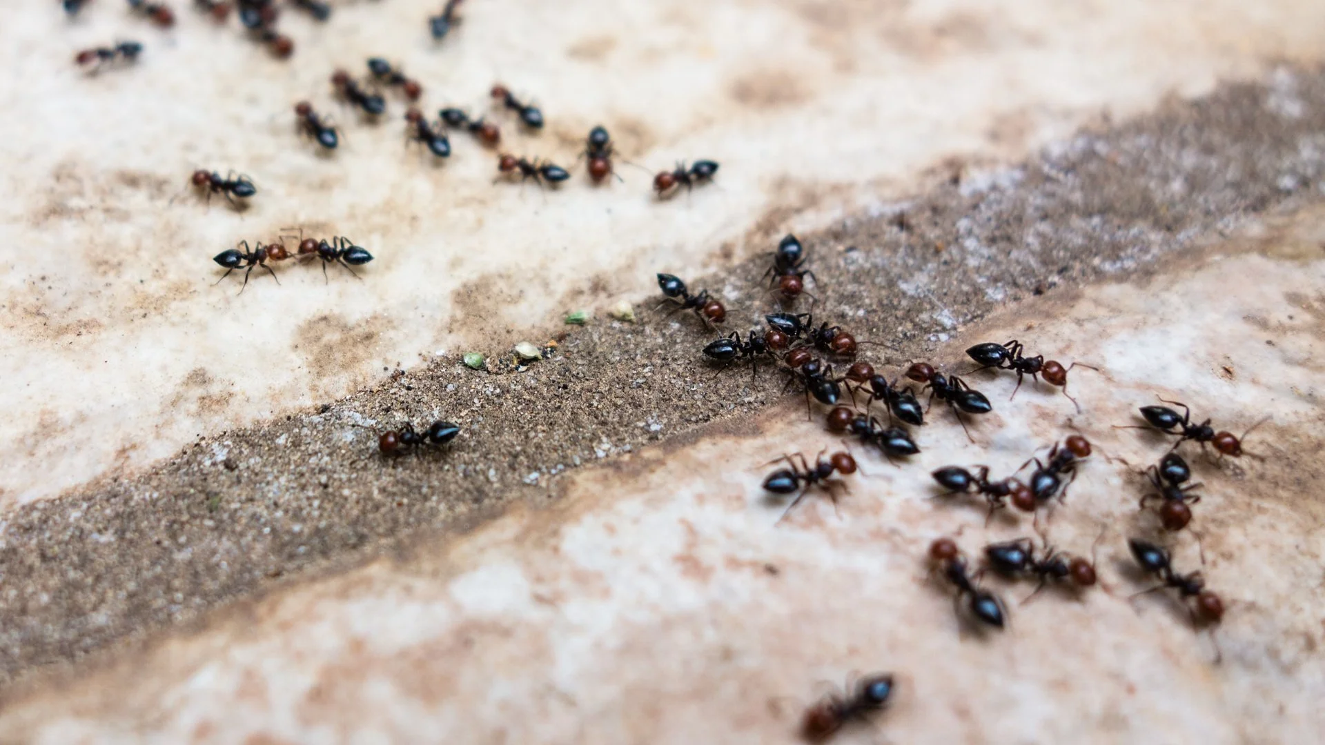 What to Do if You Have Ants in Your Home