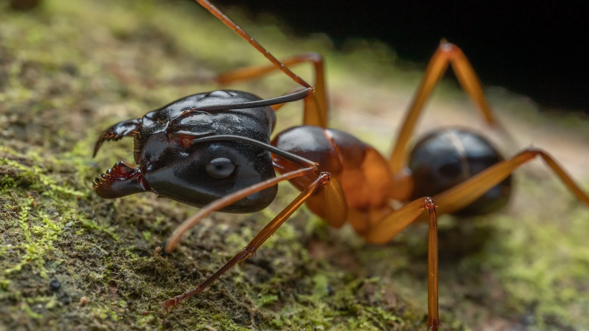 Big-Headed Ants