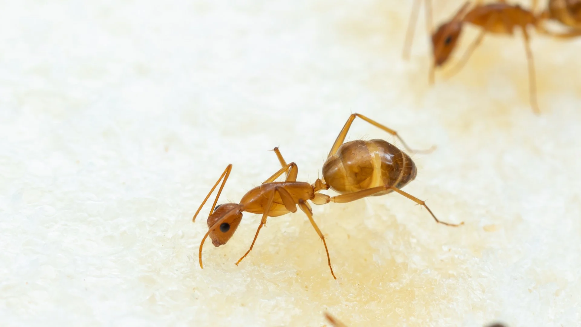 Caribbean Crazy Ants