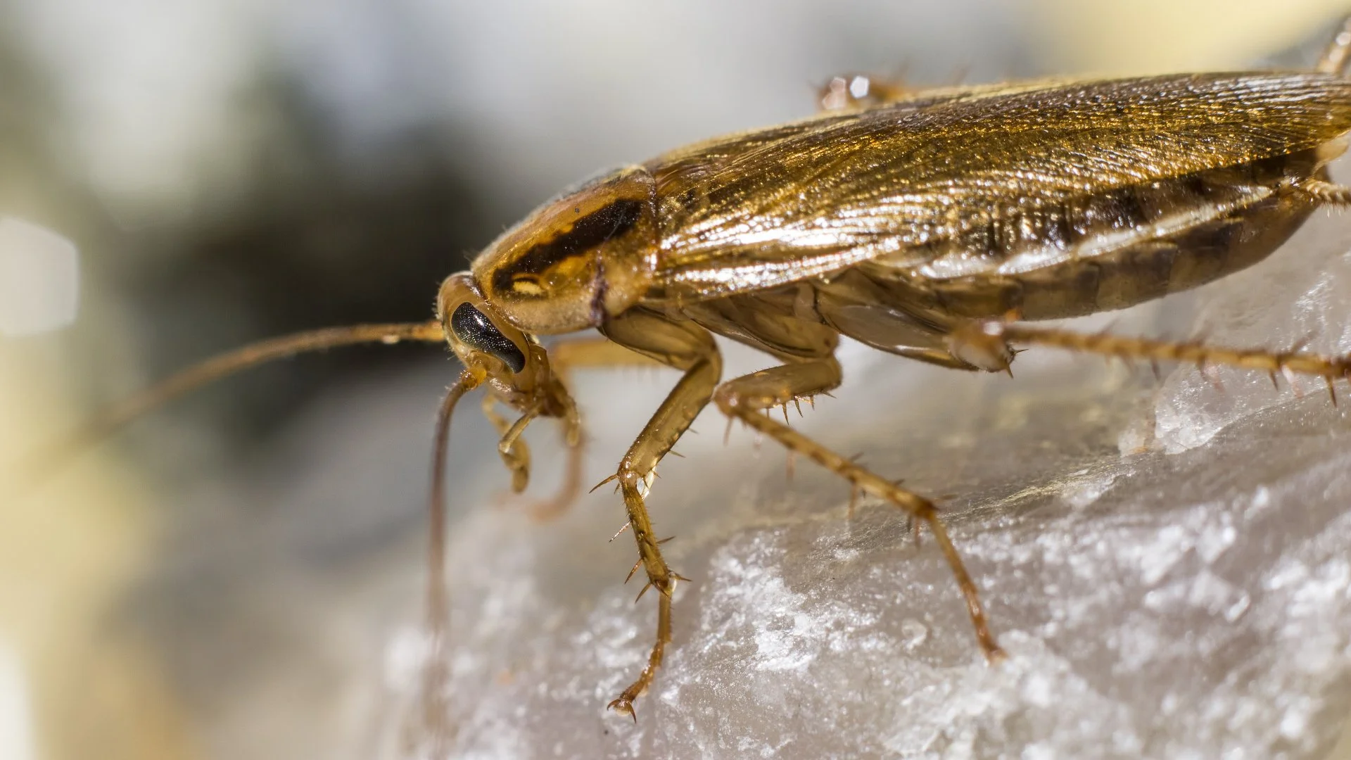 What Are German Cockroaches & What Should You Do if They Infest?