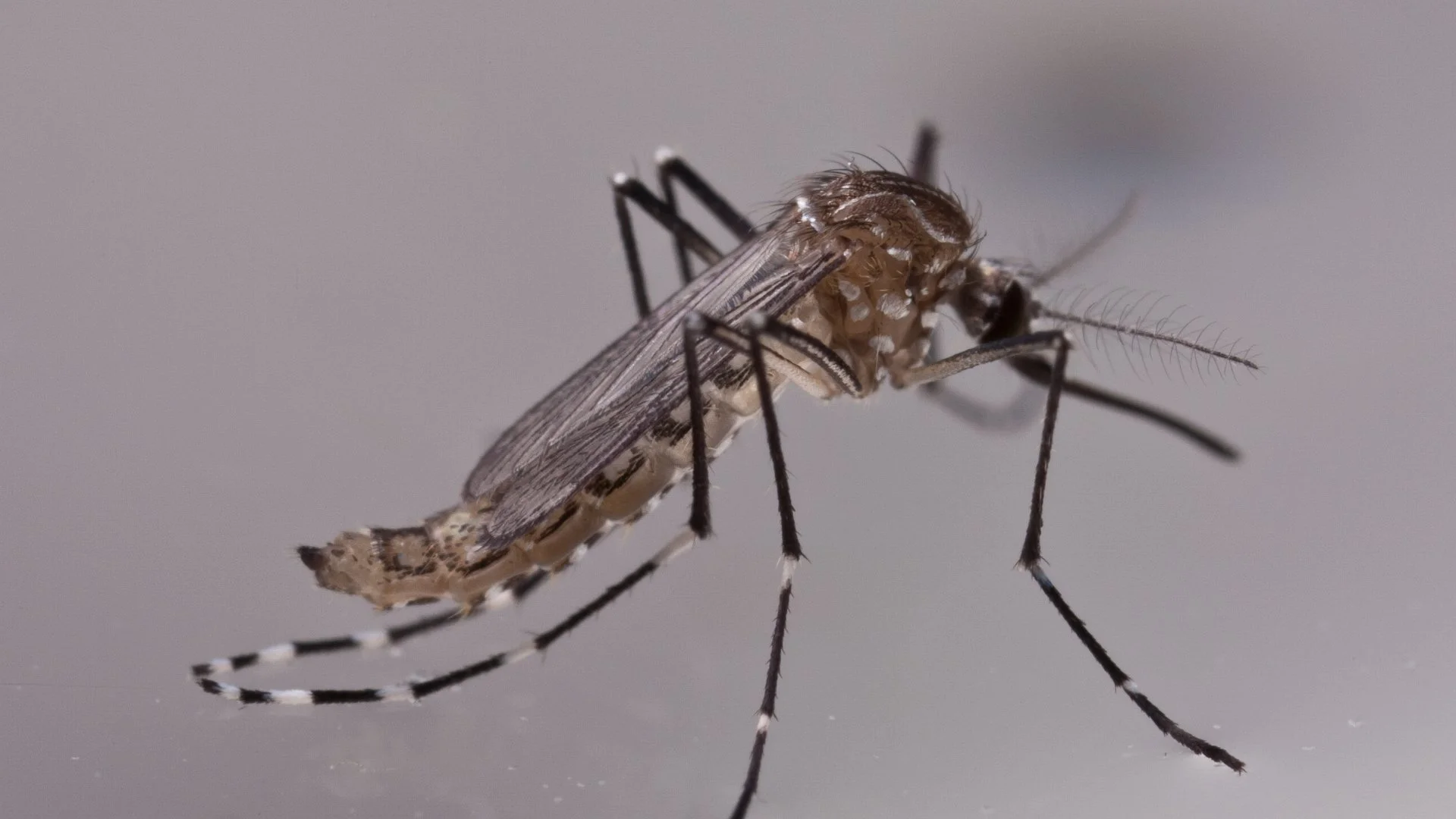 What Can You Do to Reduce Mosquitoes in Your Yard?