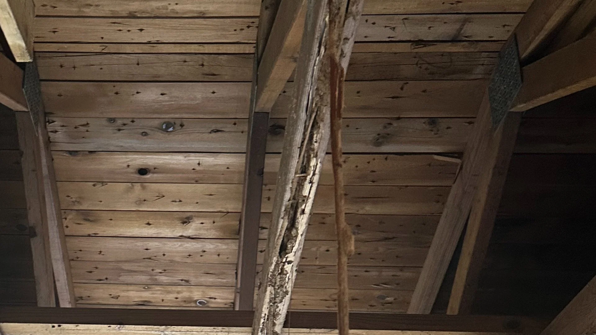 Termites Or Carpenter Ants: Which Is Damaging Your Home?