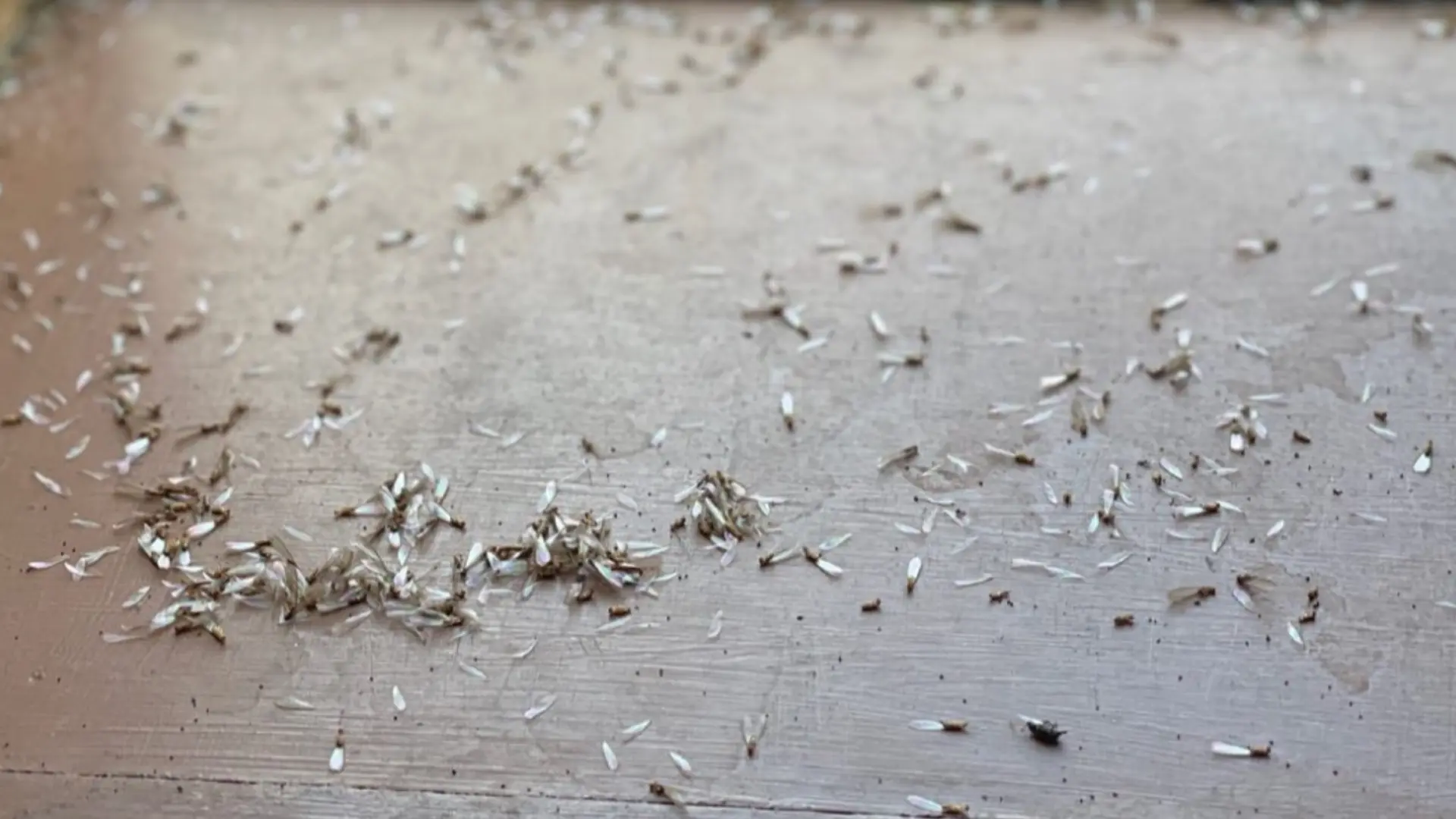 Is It Dangerous to Live in a House With Termites?