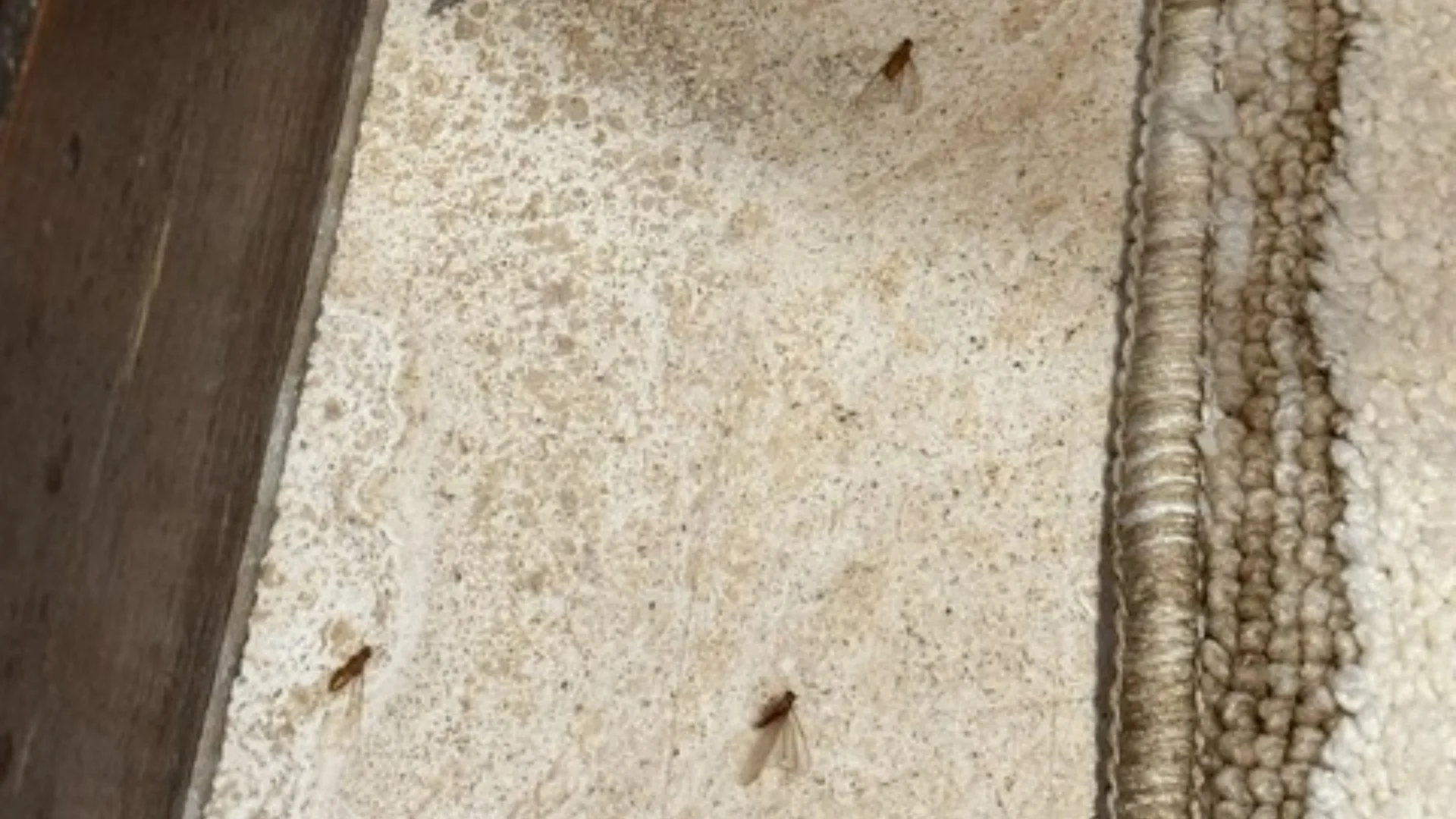 What Are the Signs of a Termite Infestation?