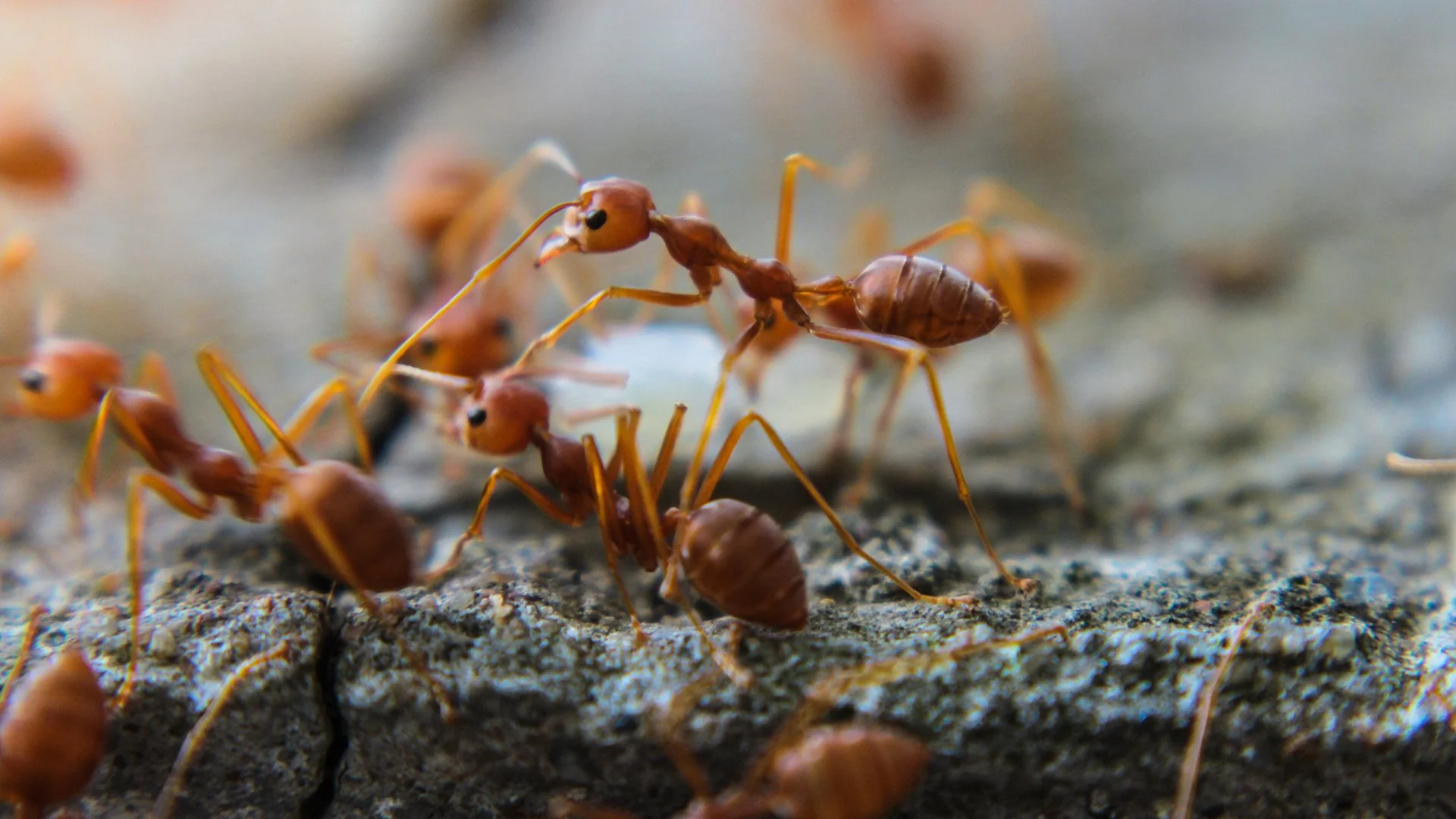 How Can You Tell if the Ant Mounds on Your Lawn Are Fire Ants?