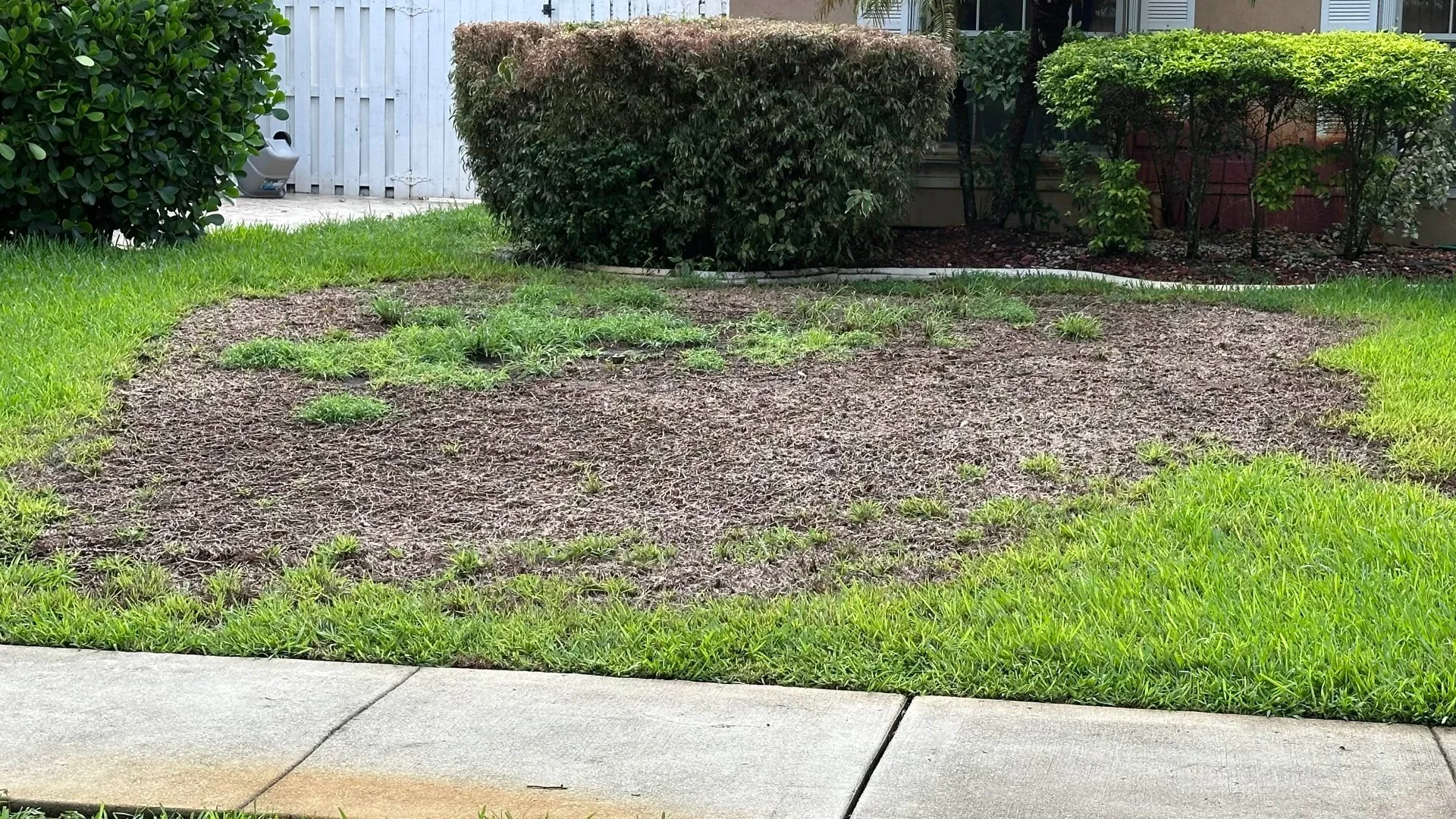 Preventing Lawn Diseases Is Possible - Here's What to Do