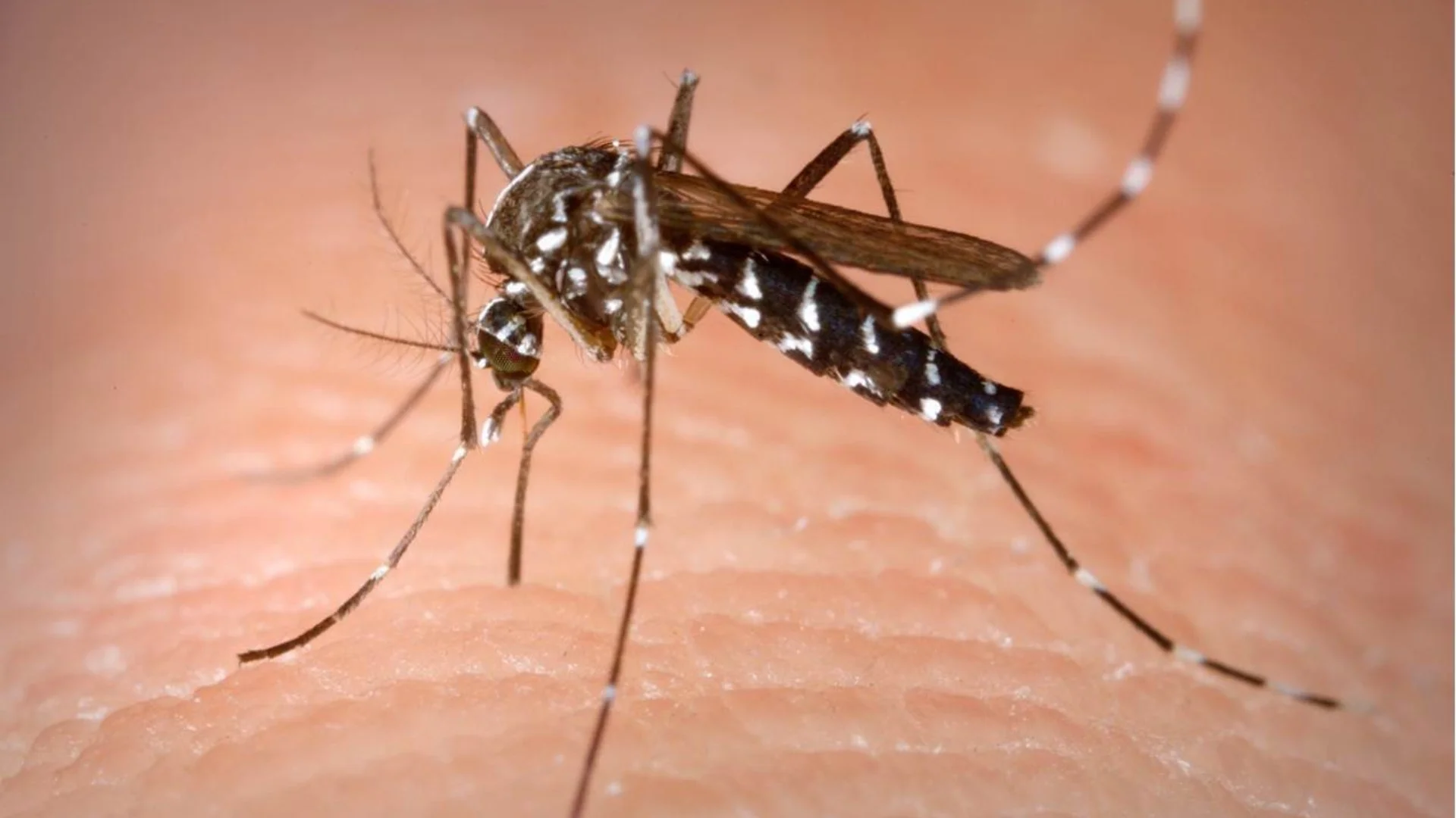 Mosquito Control Treatments Are Absolutely Worth The Cost