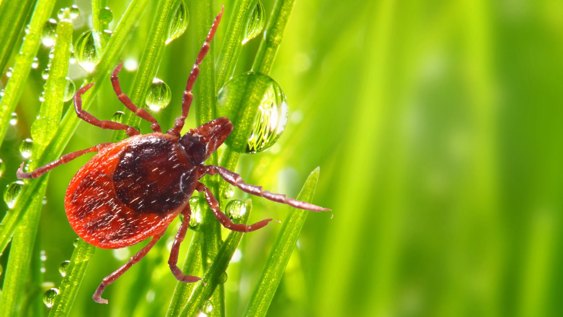 Ticks (Pest Library)