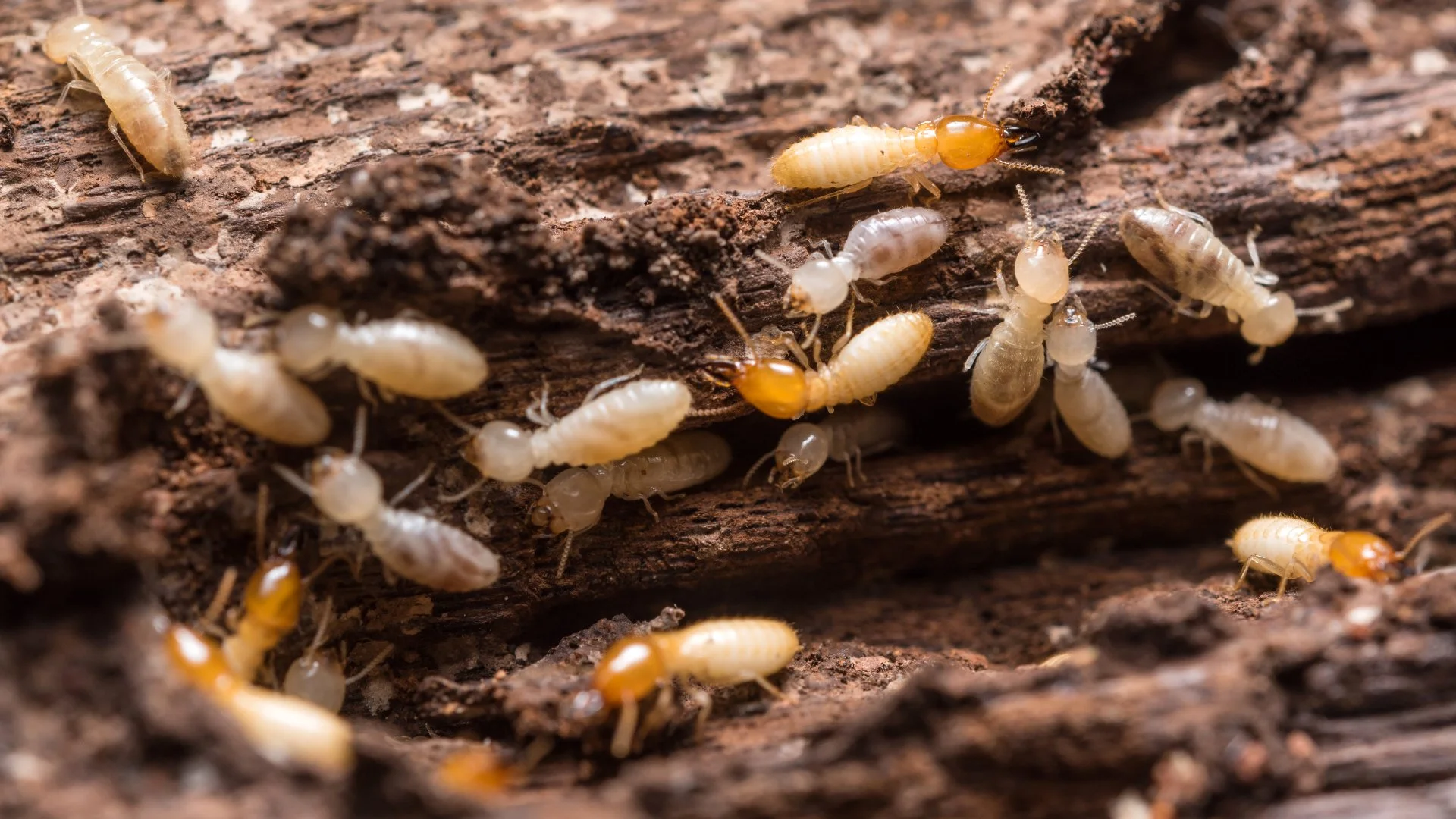 Subterranean Termites (Pest Library)
