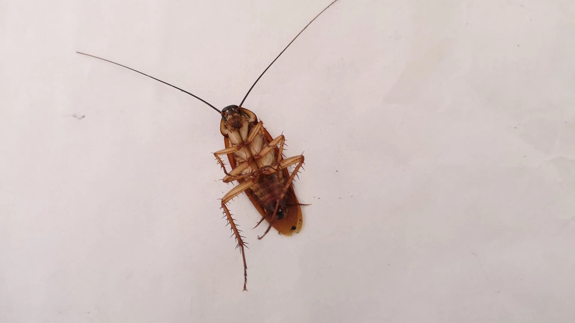 Take These Steps to Keep Cockroaches From Getting Inside