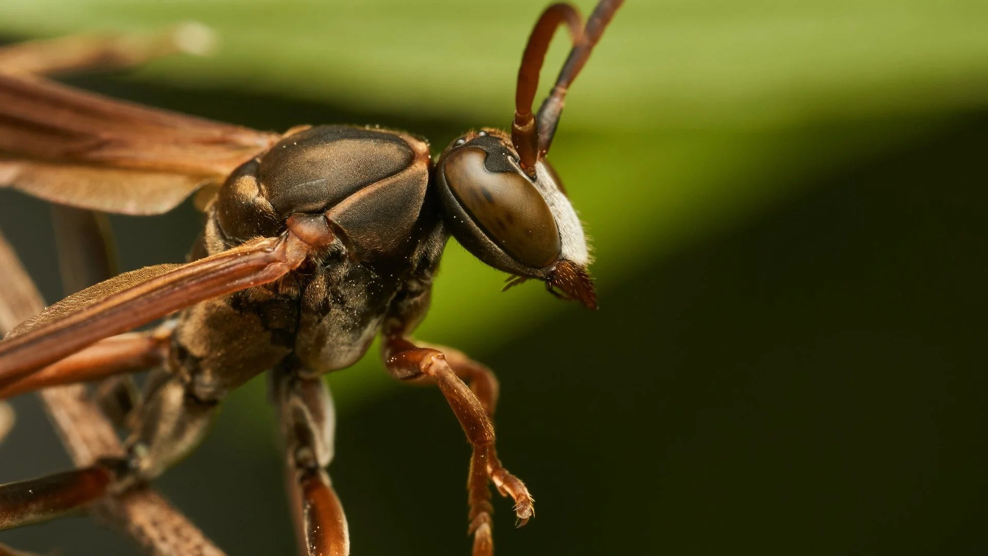 Wasps (Pest Library)