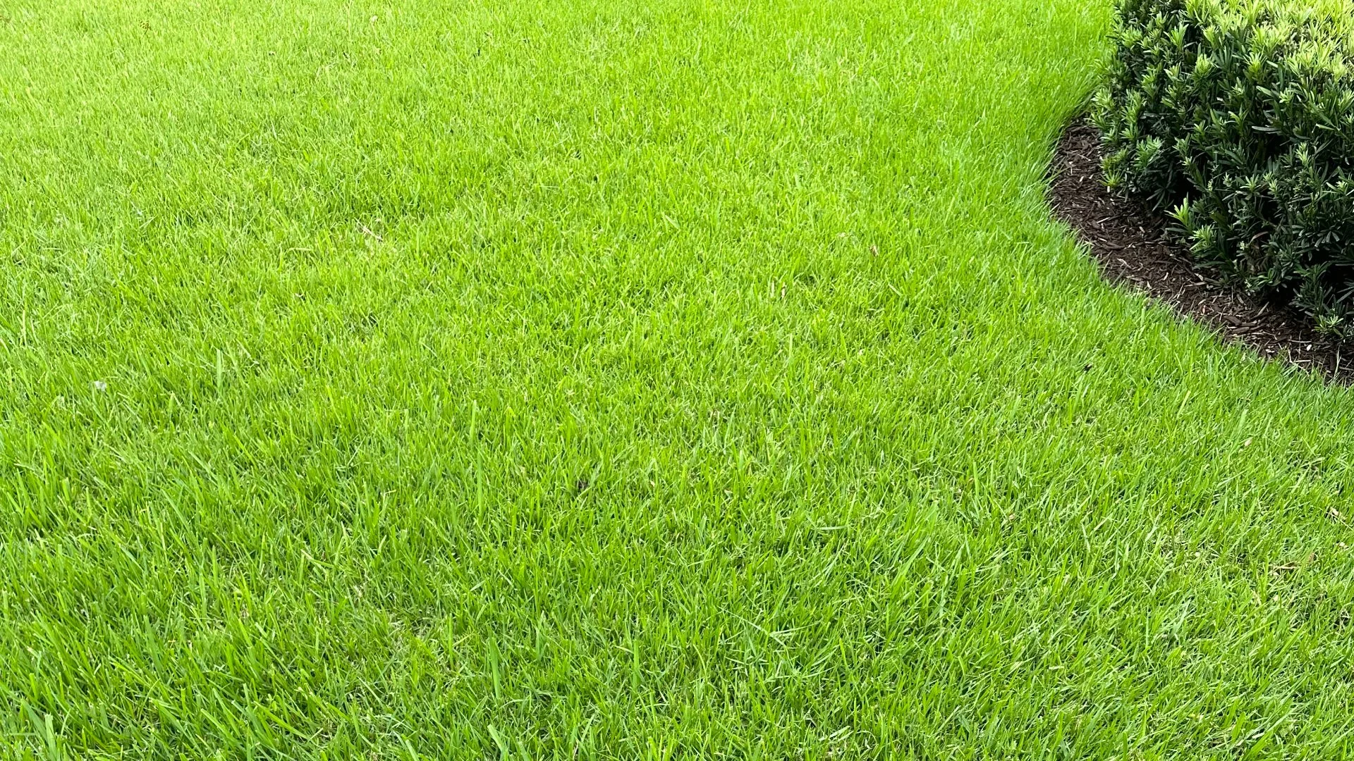 Identifying Weeds That Commonly Grow On Lawns in Florida