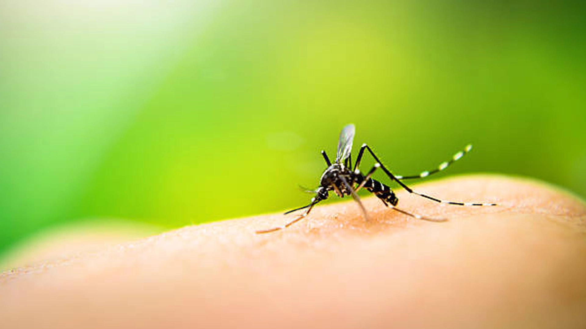 4 Common Diseases That Are Transmitted By Mosquitoes