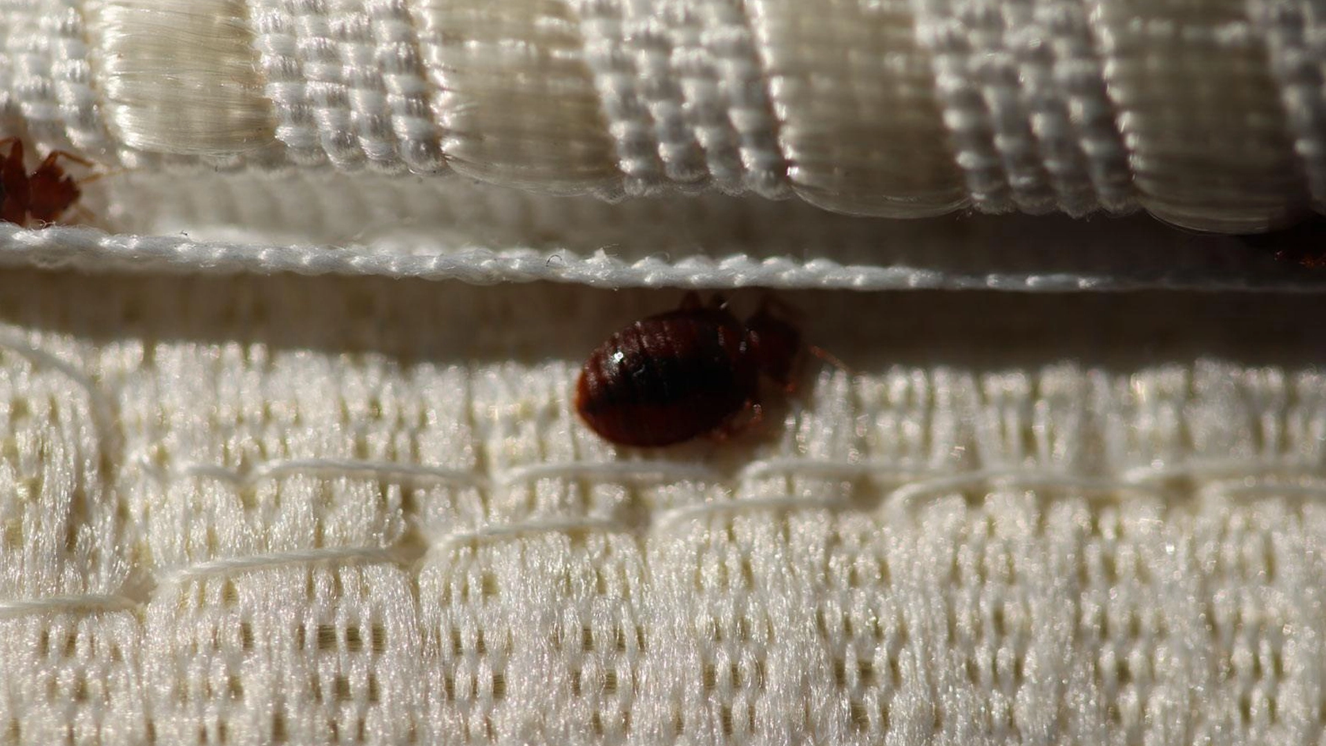 How to Check for Bed Bugs: A Guide