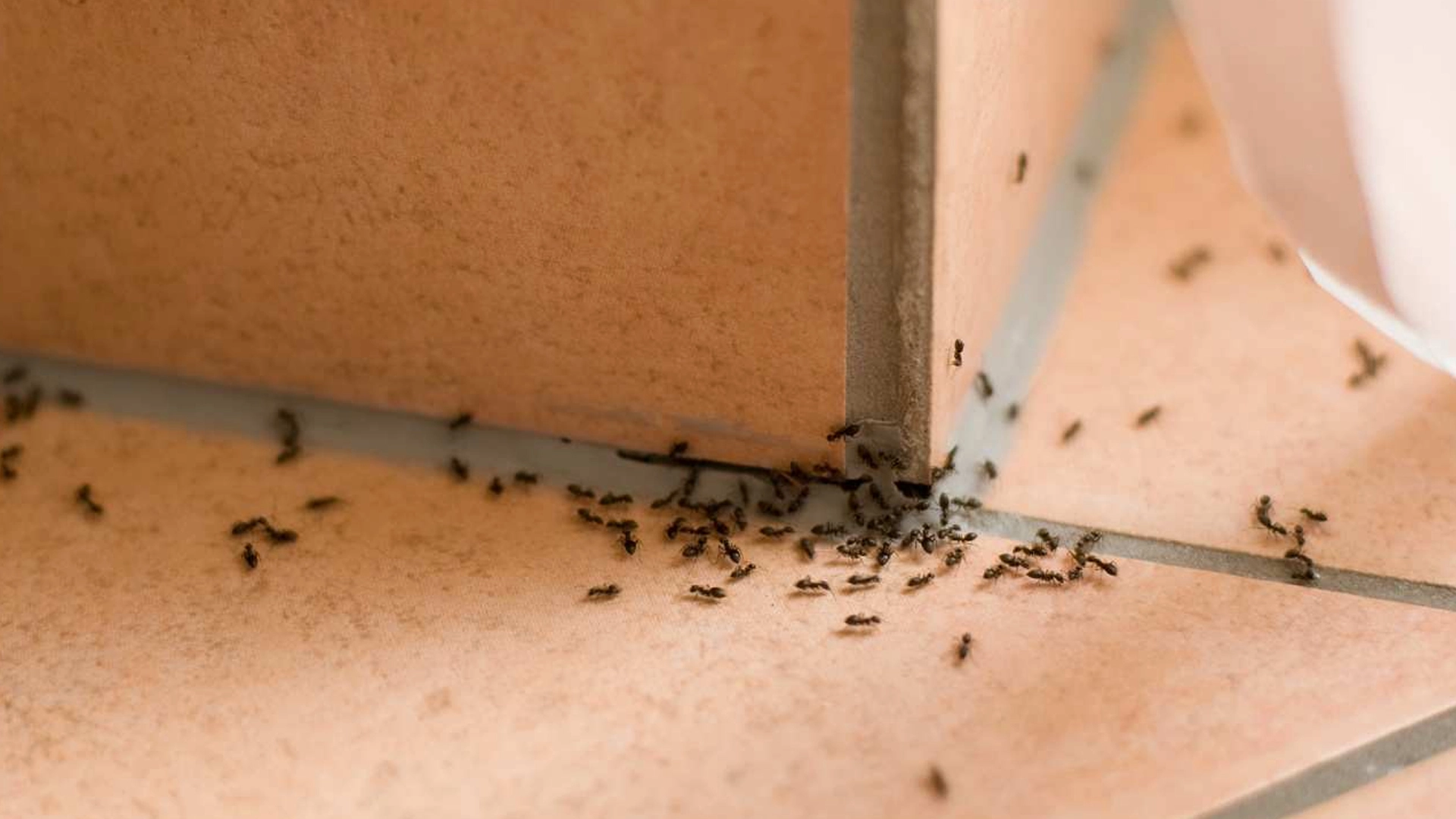 What to Know About Sugar Ants — And How to Get Rid of Them