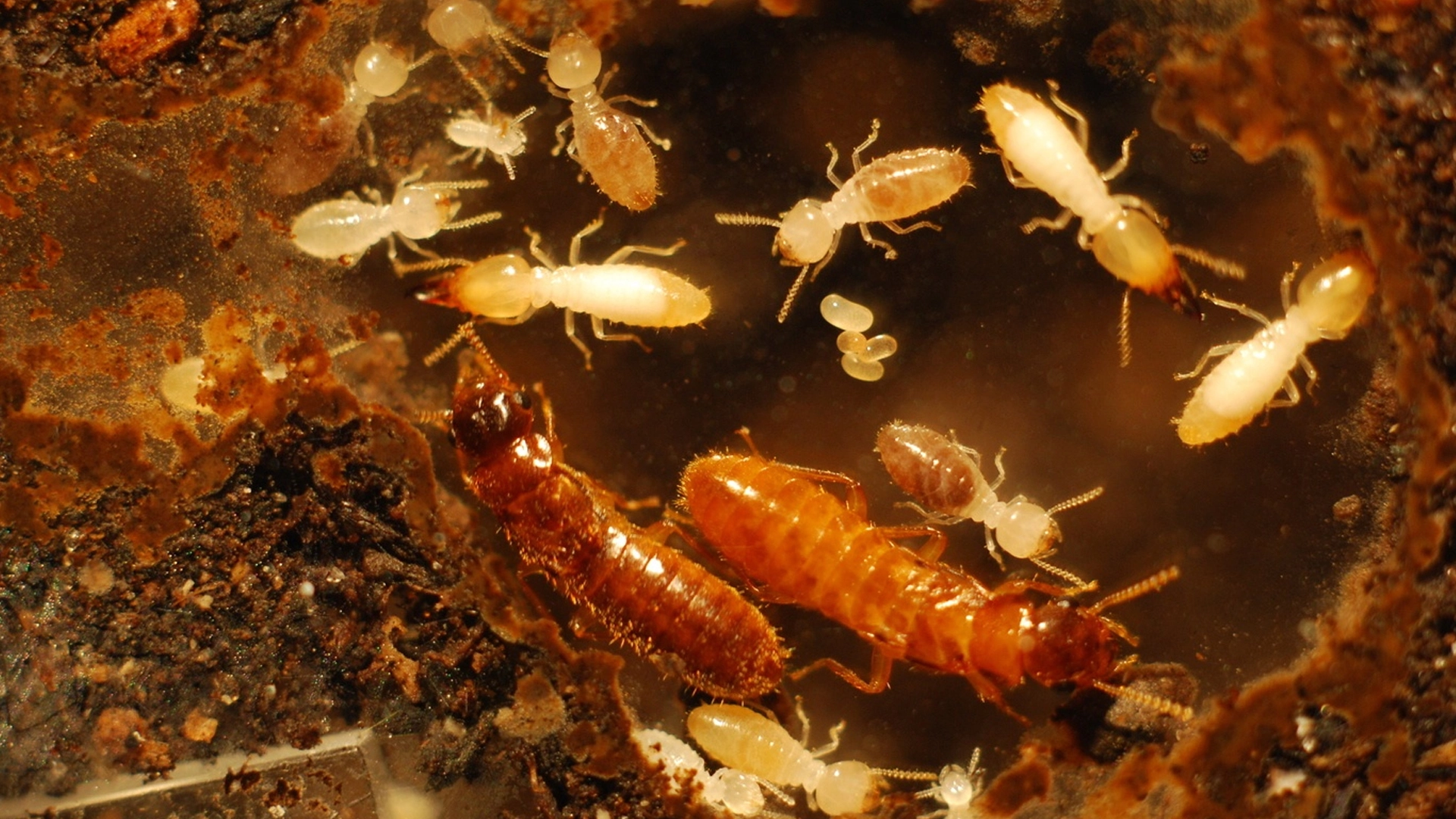 Where Do Termites Come From?