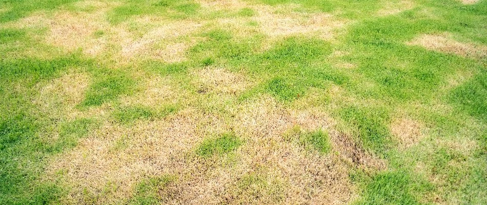 Brown patch disease on a lawn in Florida.