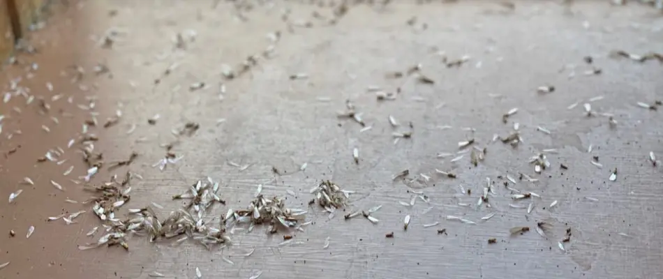 A cluster of dead termites in Miramar, FL, after a fumigation service.