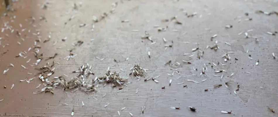 Discarded termite wings on a windowsill in Miramar, FL.