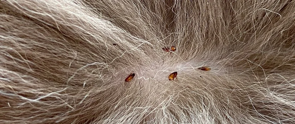 Fleas in Miramar, FL, on pet fur.