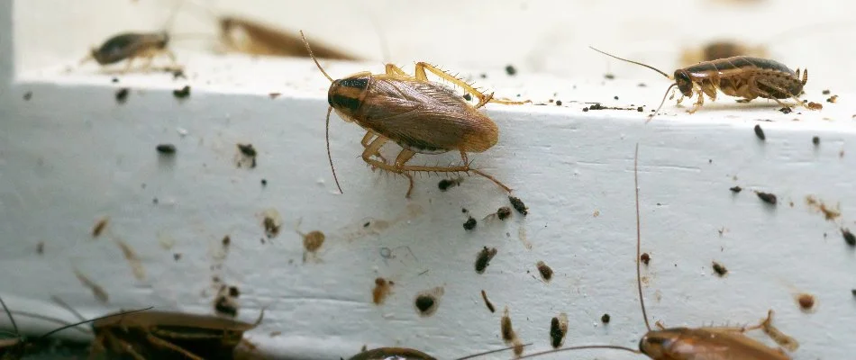 German cockroaches on a windowsill in Miramar, FL.