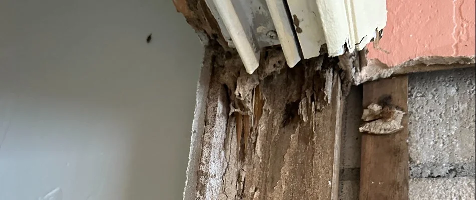 Hollow wood from termite damage in Miramar, FL.