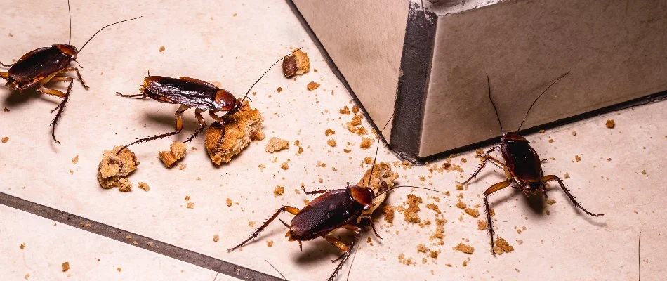 Several cockroaches around crumbs on the floor in Miramar, FL.