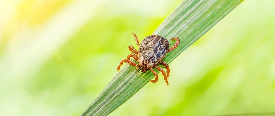 Tick in Miramar, FL, on a blade of grass.