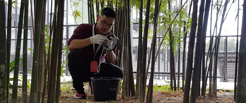 Worker surrounded by trees placing a mosquito trap in Miramar, FL.