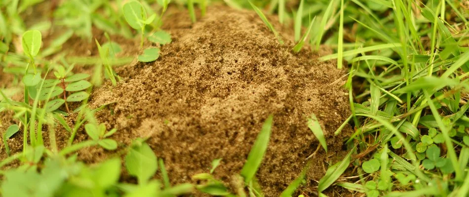 Ant mound found on lawn in Miramar, FL.