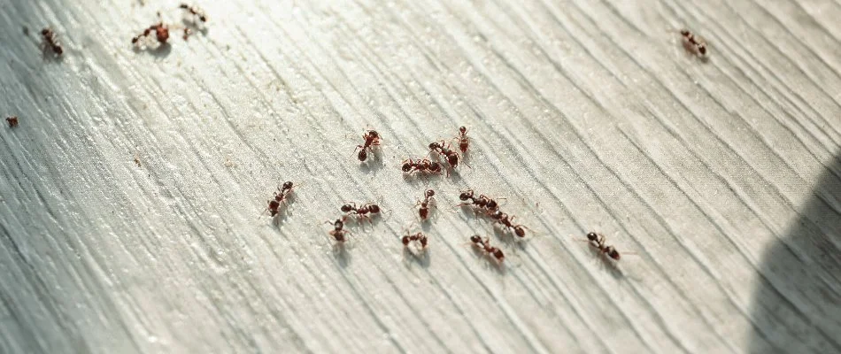 Ants crawling around on a floor inside a building in Miramar, FL.