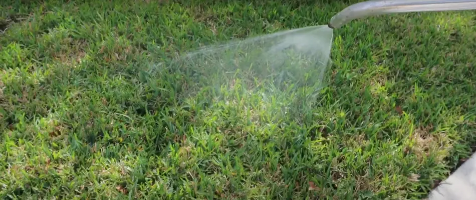 Bermudagrass being treated on a residential lawn in Weston, FL.