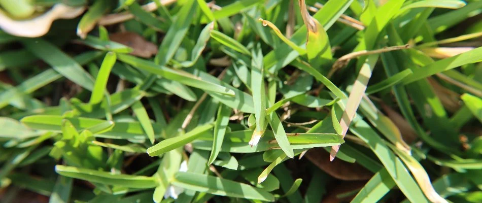 Close-up of bermudagrass that is healthy in Lauderdale Lakes, FL. 