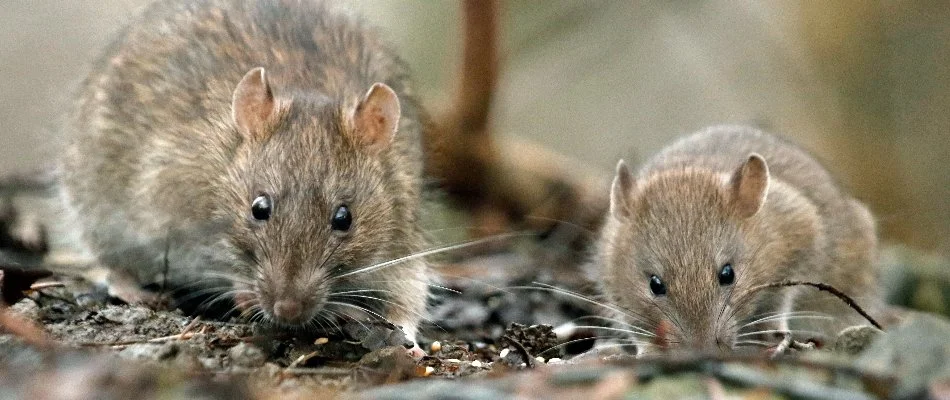 Rodents in Deerfield Beach, FL feasting on debris.