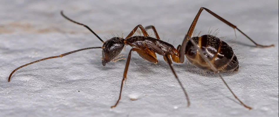 Carpenter ant on the ground in Miramar, FL.