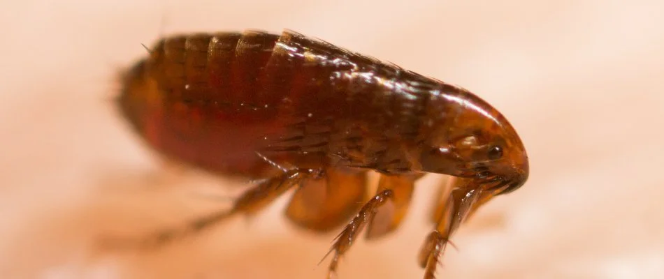 Close up of a flea in Miramar, FL.