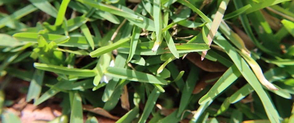 St. Augustine grass in Lighthouse Point, FL.