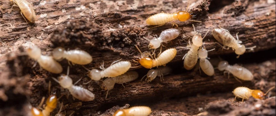 Termites found in a home near Southwest Ranches, FL.