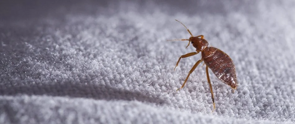 Close-up photo of a bed bug in Miramar, FL.