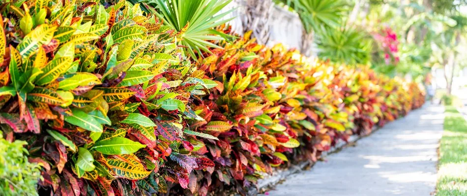 Colorful plants along a sidewalk in Miramar, FL.