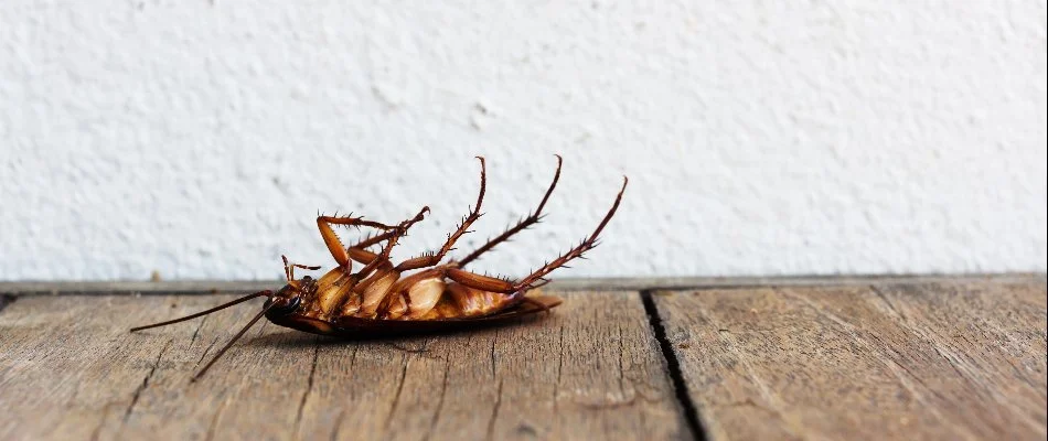 A dead cockroach inside on a wood floor in Miramar, FL.