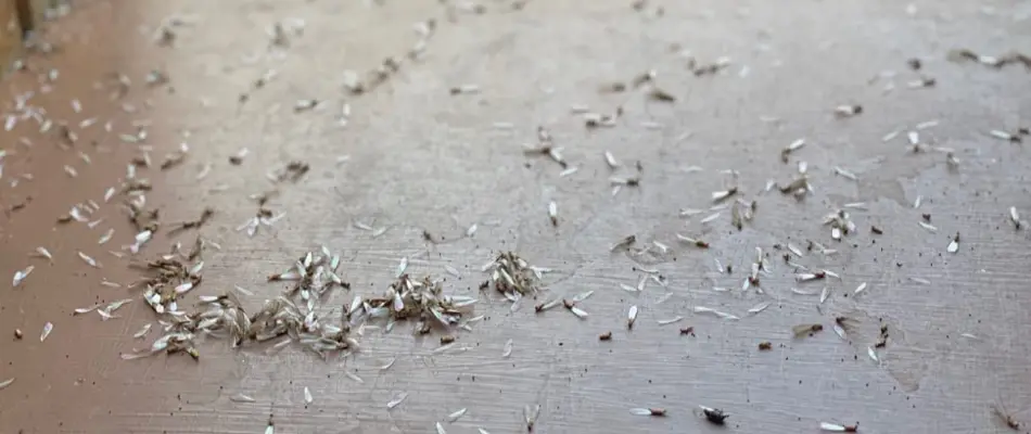 Dead termites in Brownsville, FL, near a window after fumigation.