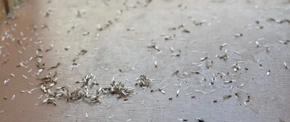 Termites found by window in home near Pembroke Pines, FL.