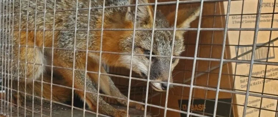 Fox caught in a trap in Oakland Park, FL.