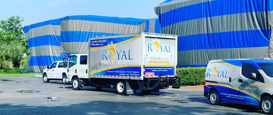 Termite control fumigation tent and cars on a street in Miami Lakes, FL.