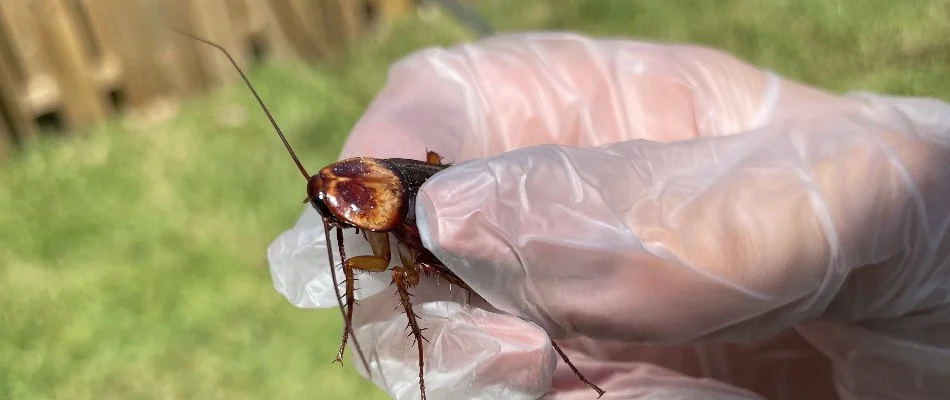 Cockroach found at residential property in Lauderhill, FL.