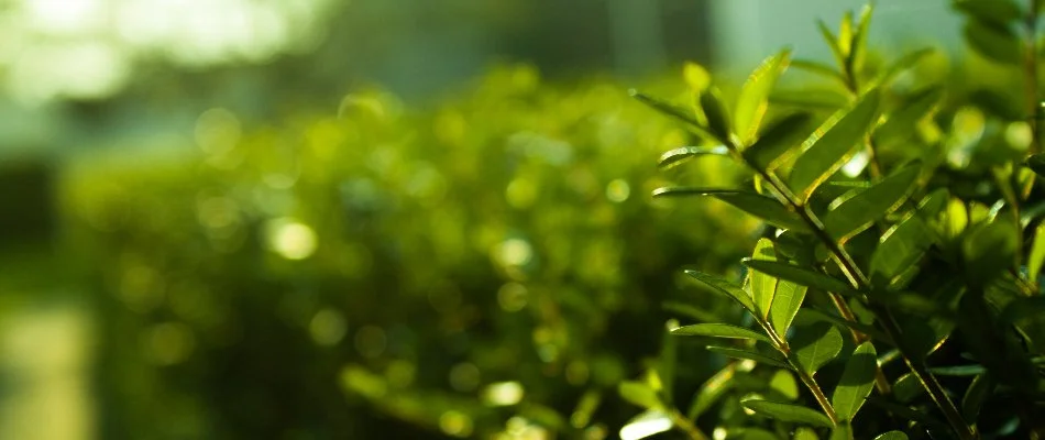 Home in Weston, FL, with healthy shrubs.