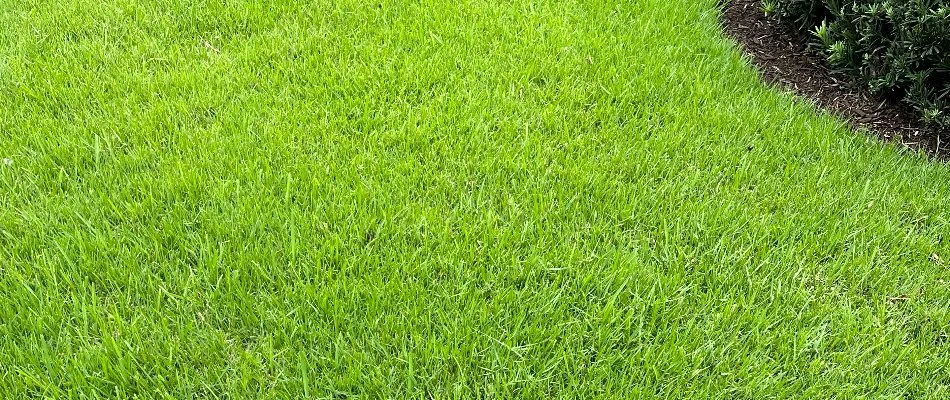 Healthy, green grass in Oakland Park, FL.