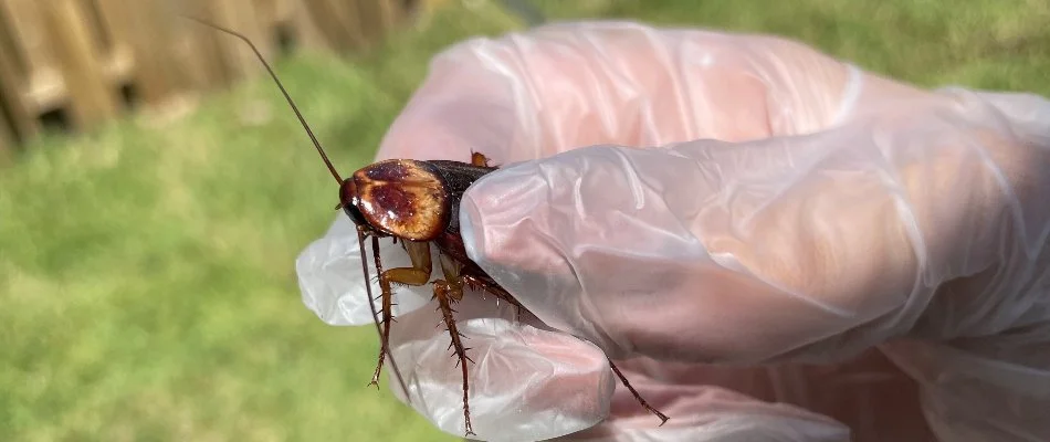 Palmetto bug commonly found in Miramar, FL.