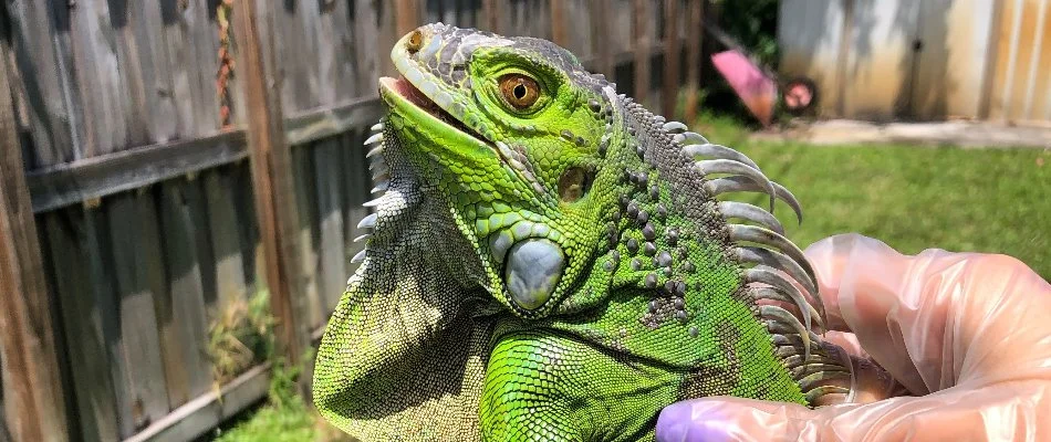 Iguana caught in a backyard in Tamarac, FL.